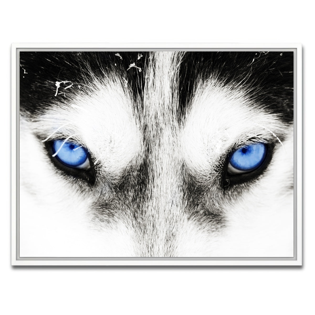 AUTO-MOCKUP WHITE | Husky Blue Eyes | 1 Piece | White Framed Canvas | group=4x3