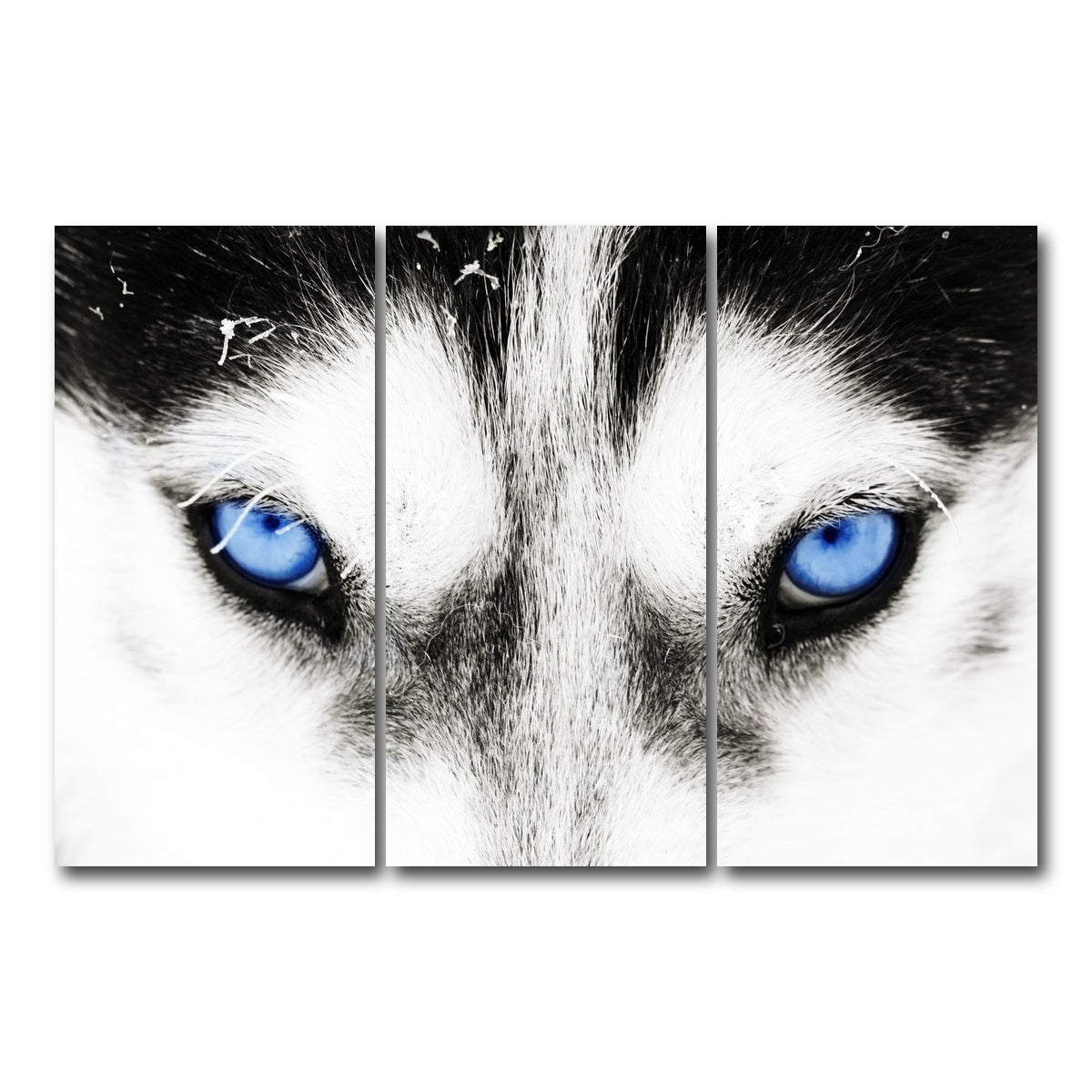 AUTO-MOCKUP WHITE | Husky Blue Eyes | 3 Piece | Gallery Wrap Canvas | group=12x24