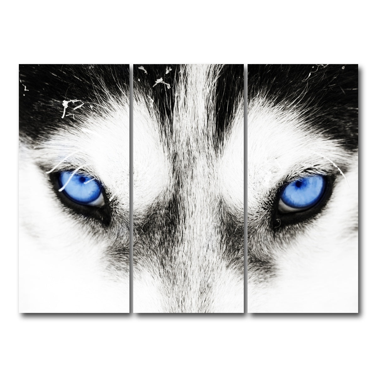 AUTO-MOCKUP WHITE | Husky Blue Eyes | 3 Piece | Gallery Wrap Canvas | group=8x18