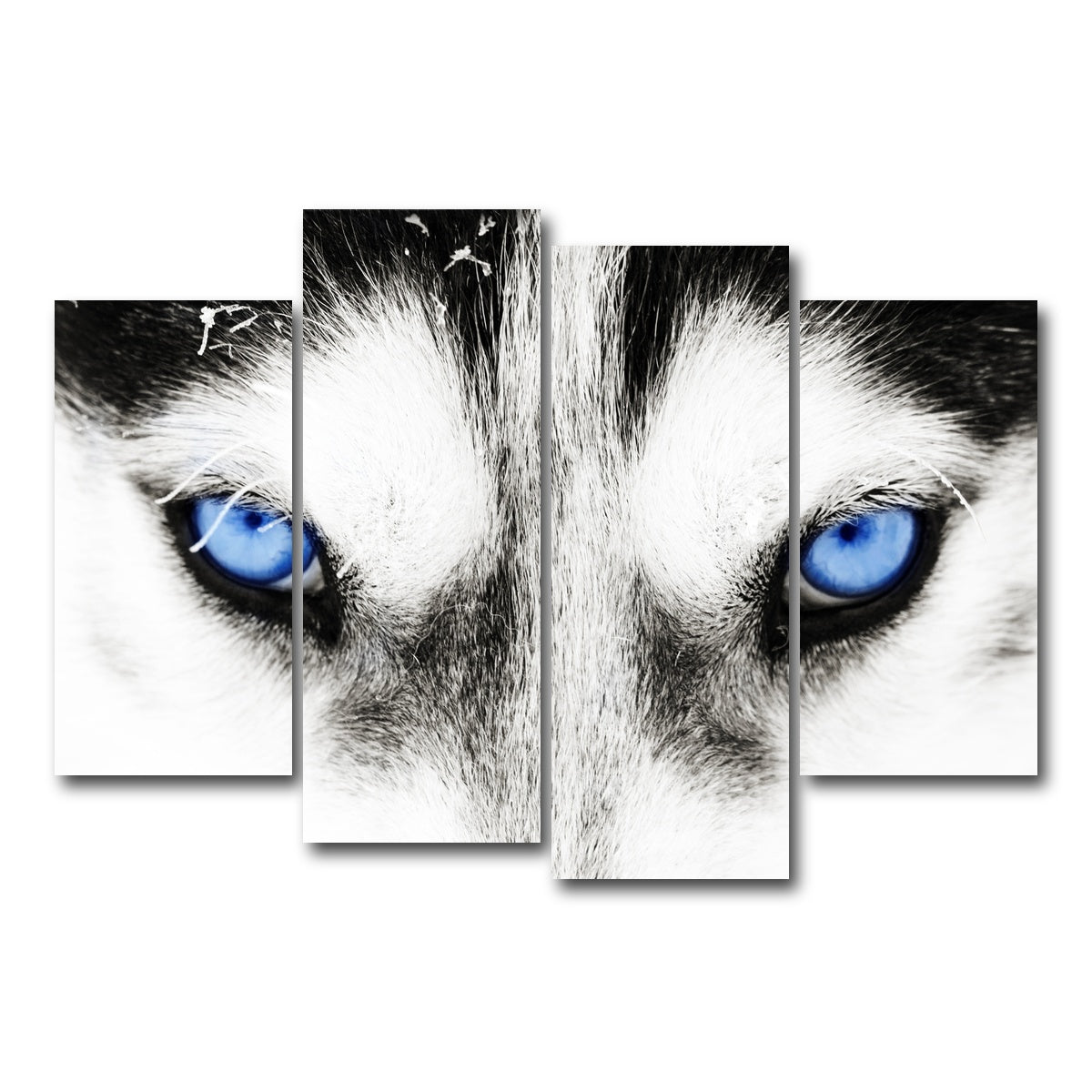 AUTO-MOCKUP WHITE | Husky Blue Eyes | 4 Piece | Gallery Wrap Canvas | group=4_short