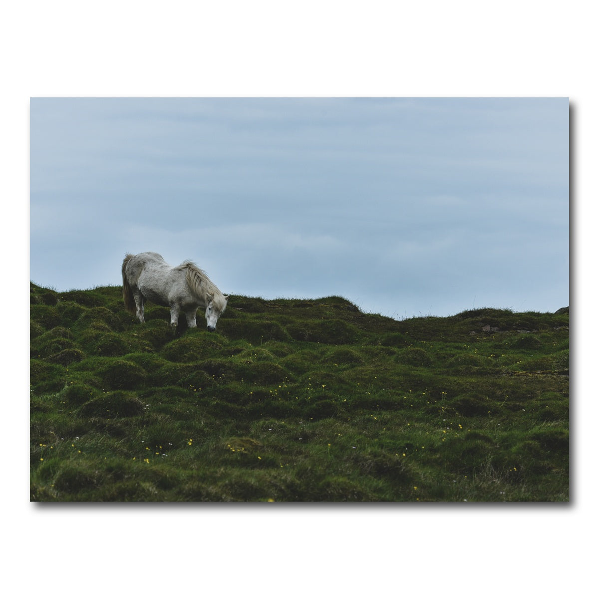 AUTO-MOCKUP WHITE | Icelandic Horse | 1 Piece | Gallery Wrap Canvas | group=4x3