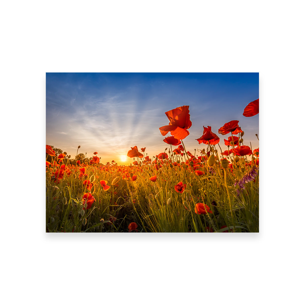 Idyllic Sunset in a Field of Poppies Wall Art
