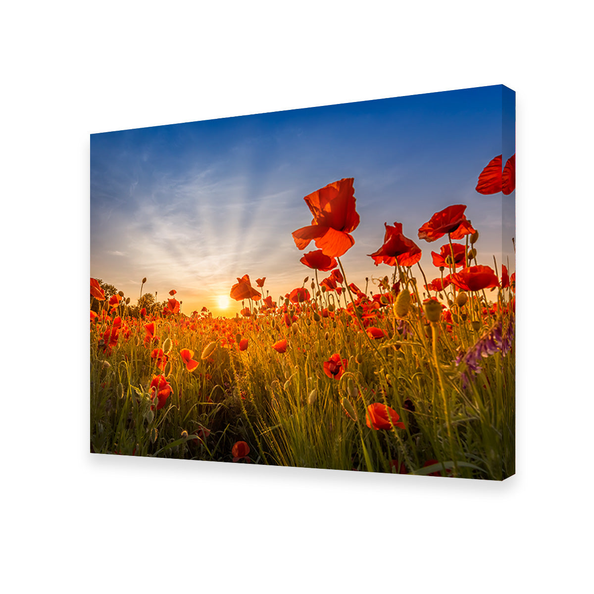 Idyllic Sunset in a Field of Poppies Wall Art