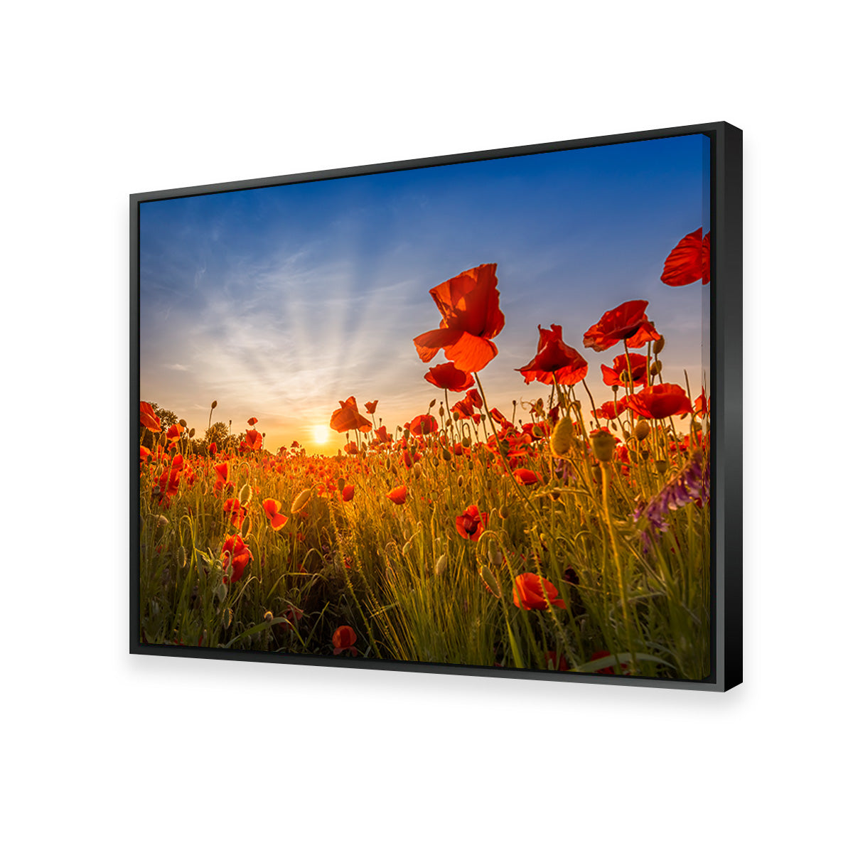 Idyllic Sunset in a Field of Poppies Wall Art