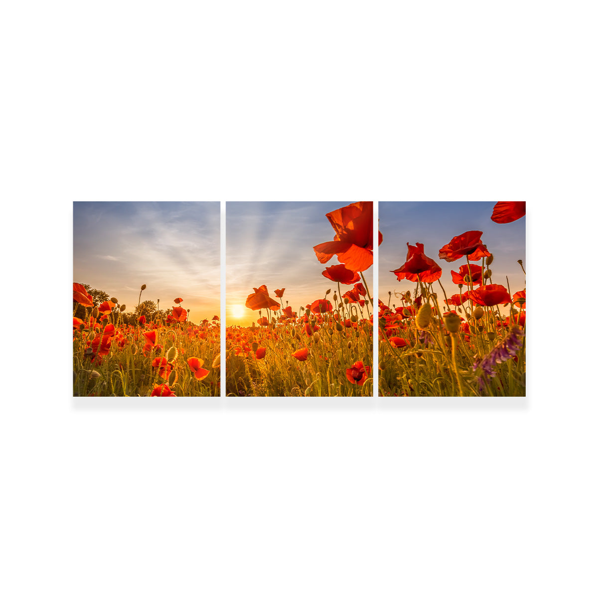Idyllic Sunset in a Field of Poppies Wall Art