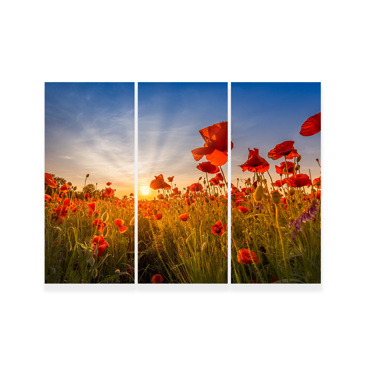 Idyllic Sunset in a Field of Poppies Wall Art