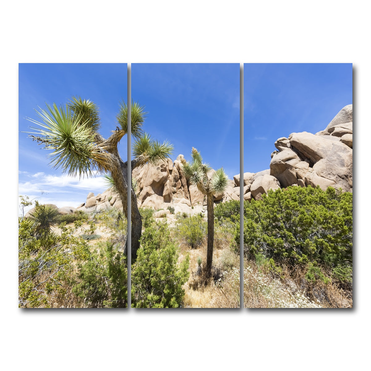 AUTO-MOCKUP WHITE | Impression from Joshua Tree National Park | 3 Piece | Gallery Wrap Canvas | group=8x18
