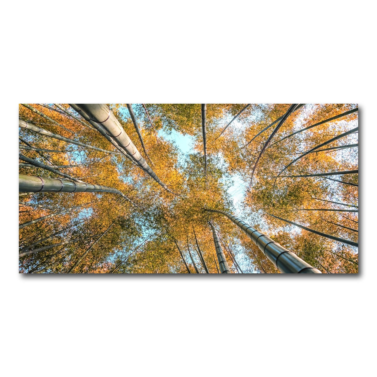 AUTO-MOCKUP WHITE | Into The Grove | 1 Piece | Gallery Wrap Canvas | group=2x1