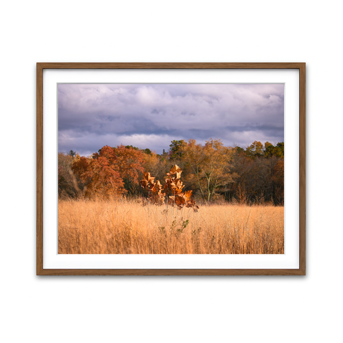 Framed Print 4x3 Walnut
