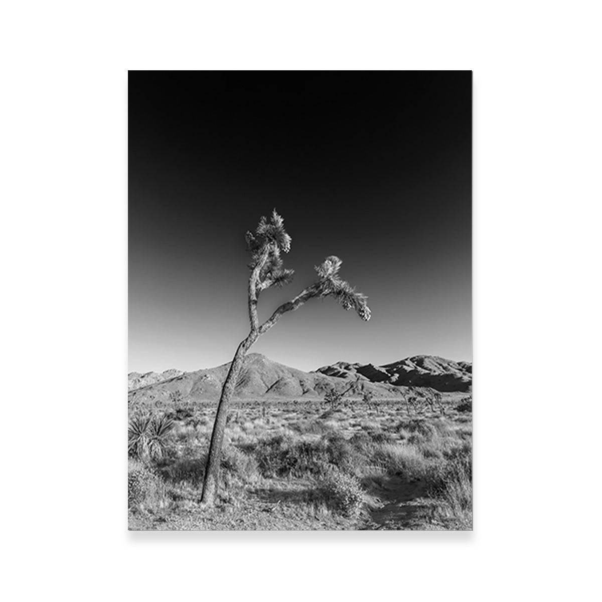 Joshua Tree Wall Art