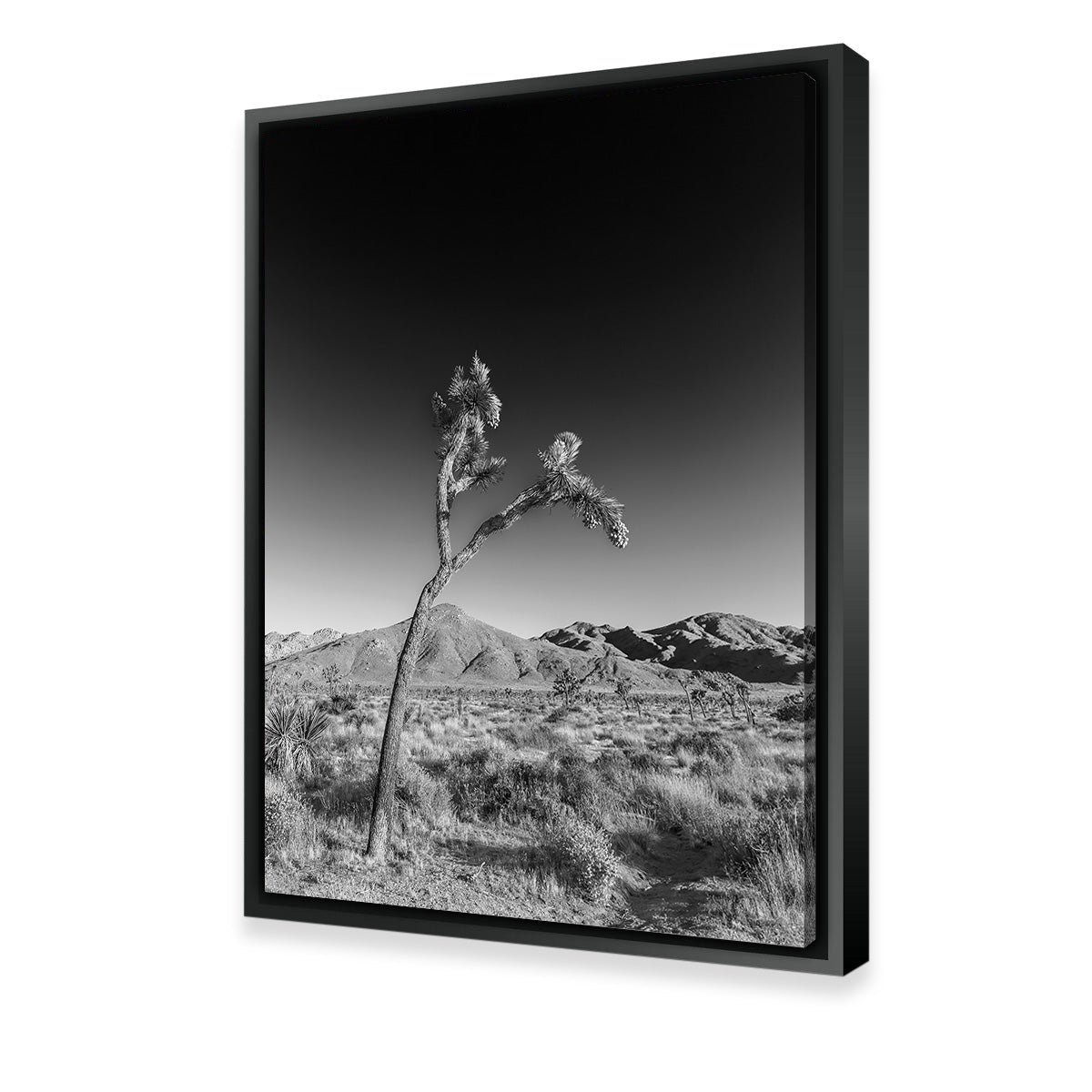 Joshua Tree Wall Art