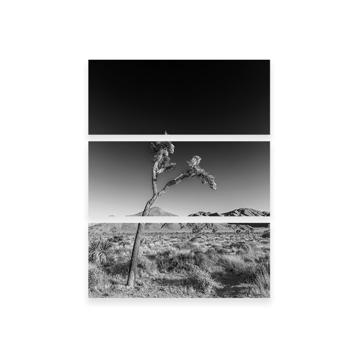Joshua Tree Wall Art