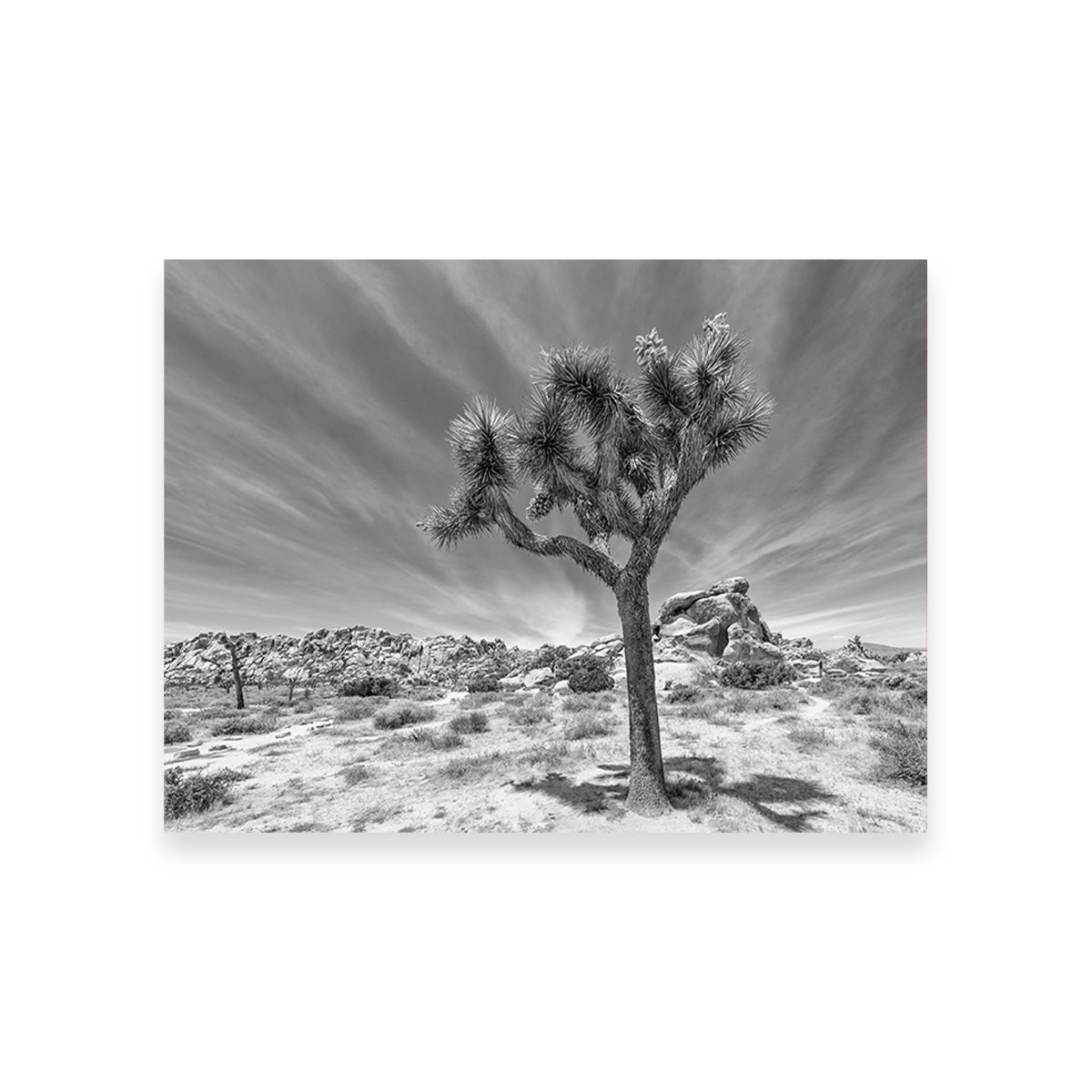 Joshua Tree National Park Inspirational Monochrome Wall Art
