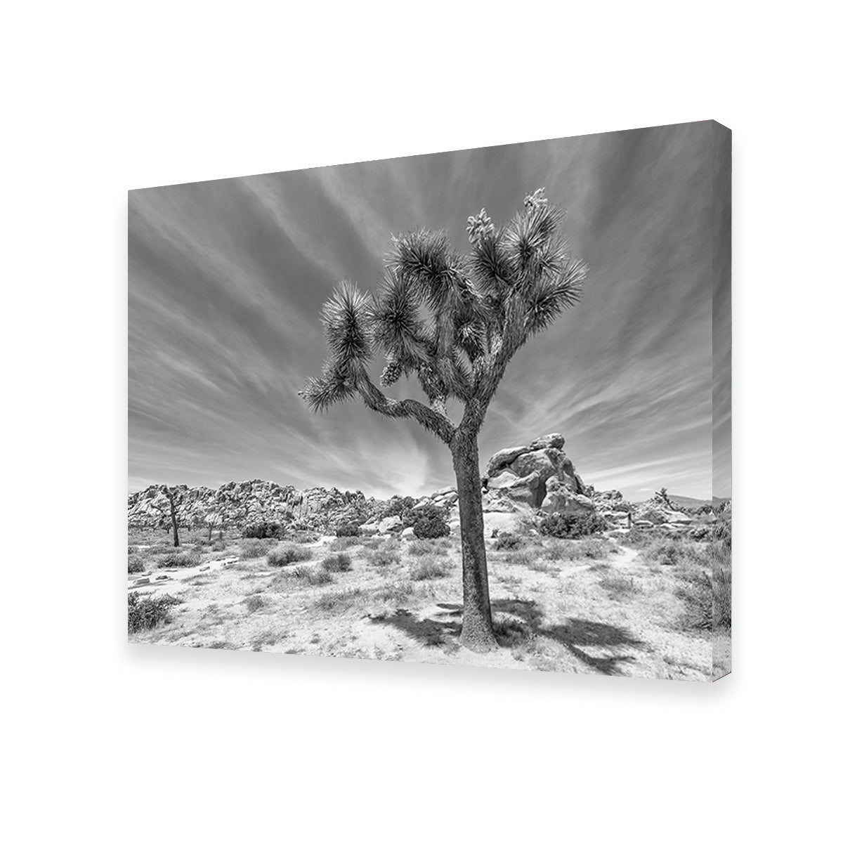 Joshua Tree National Park Inspirational Monochrome Wall Art