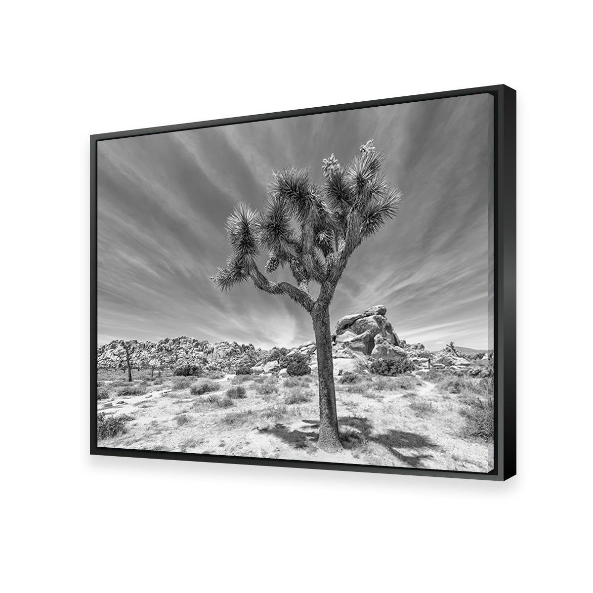 Joshua Tree National Park Inspirational Monochrome Wall Art