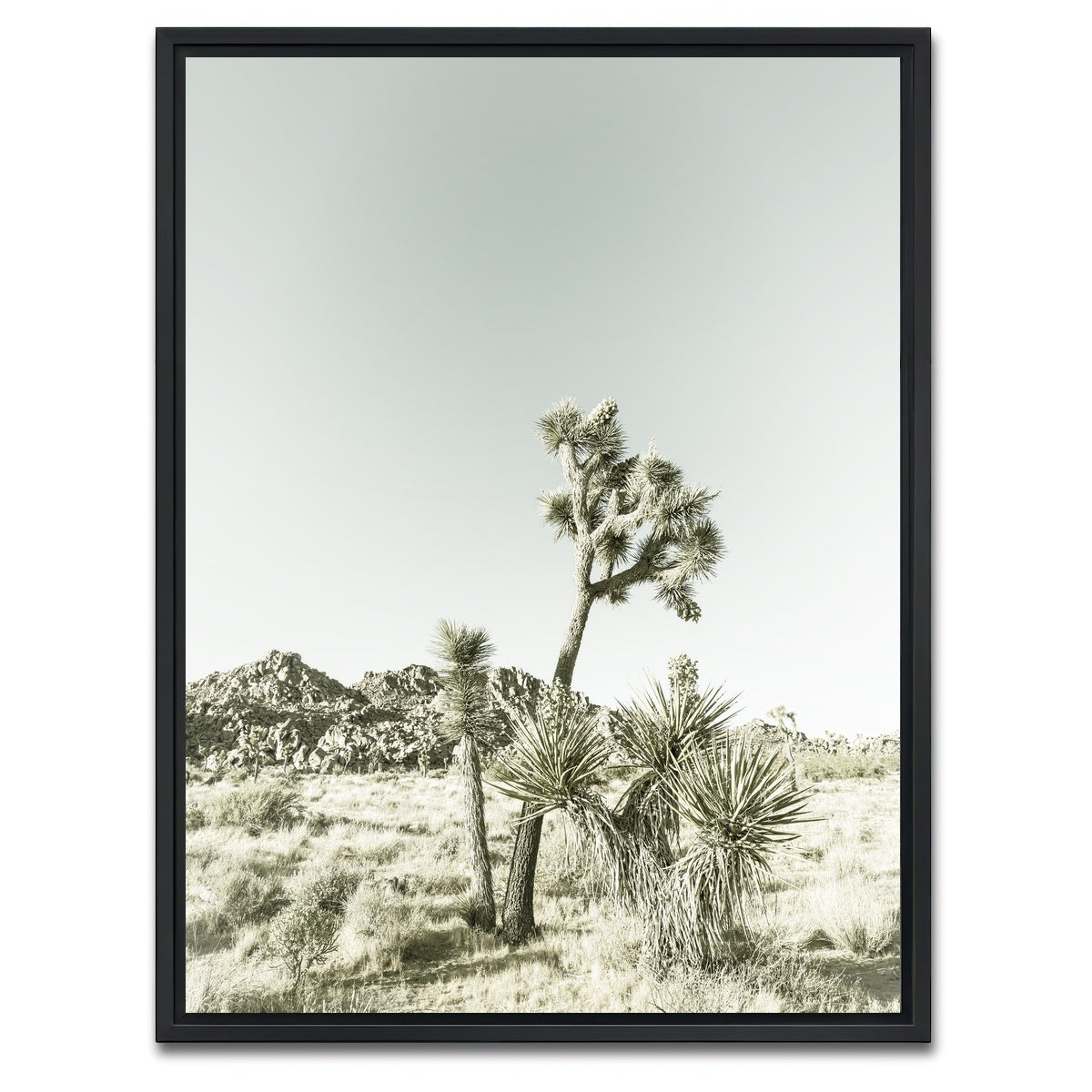 AUTO-MOCKUP WHITE | Joshua Tree National Park Vintage | 1 Piece | Black Framed Canvas | group=3x4