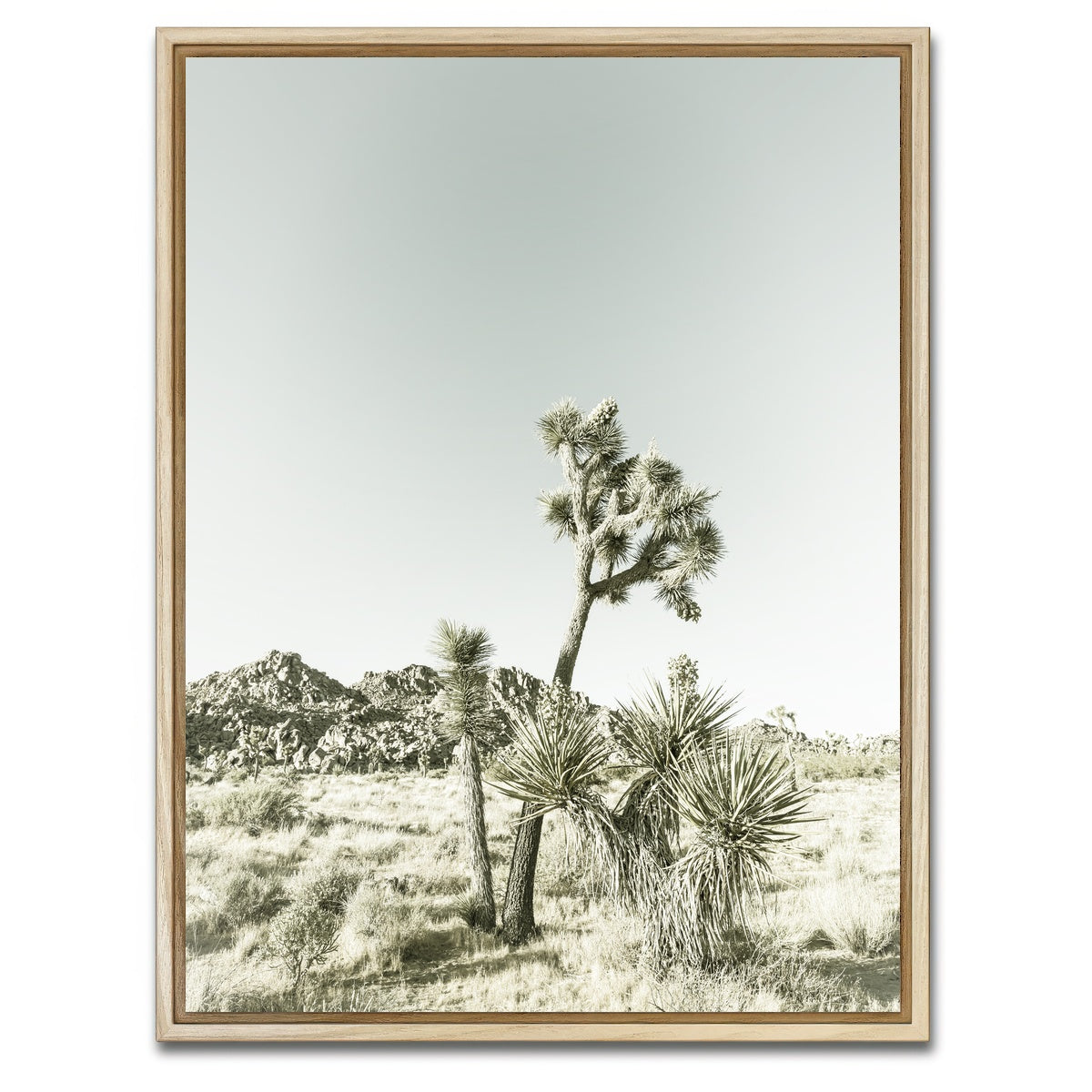 AUTO-MOCKUP WHITE | Joshua Tree National Park Vintage | 1 Piece | Natural Framed Canvas | group=3x4