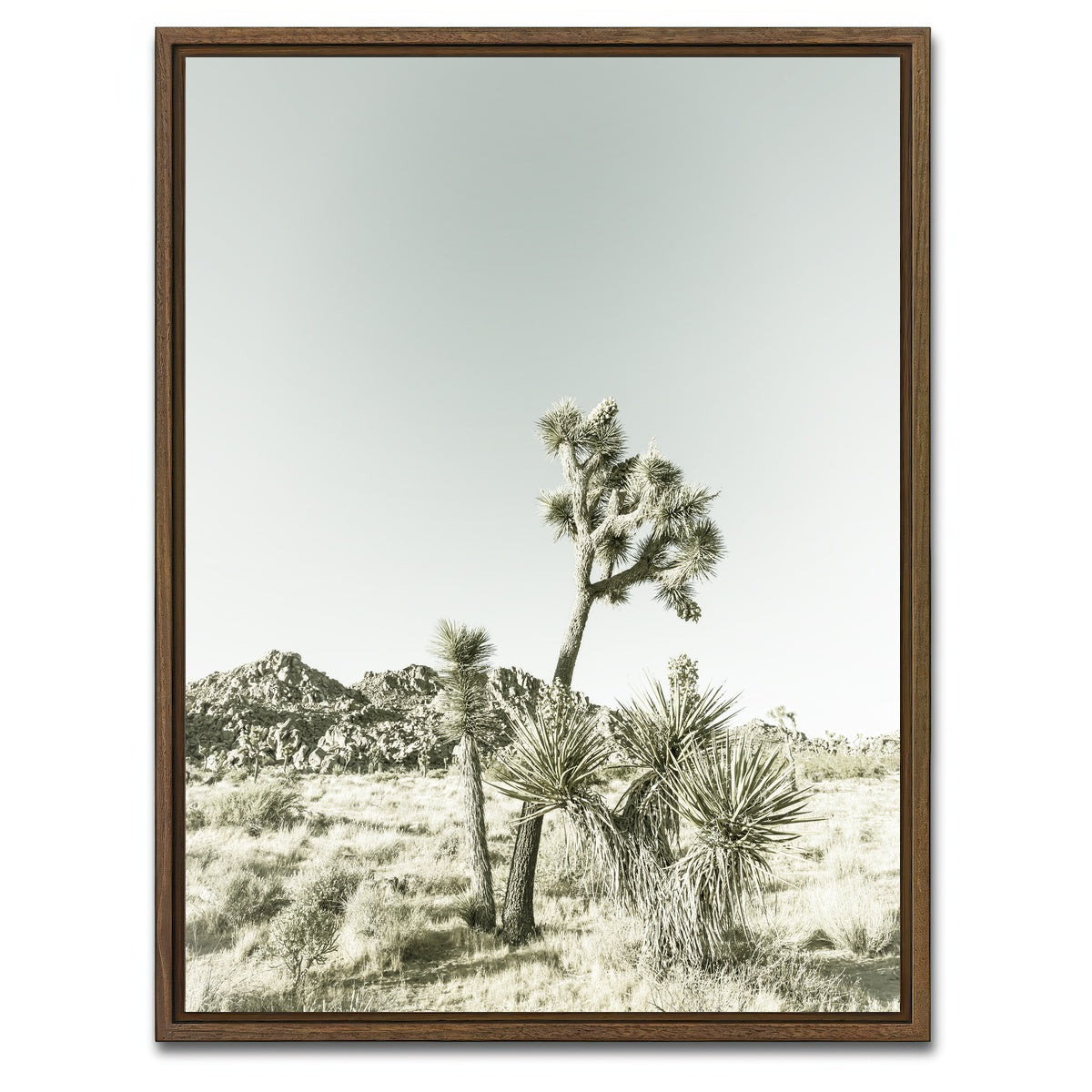 AUTO-MOCKUP WHITE | Joshua Tree National Park Vintage | 1 Piece | Walnut Framed Canvas | group=3x4
