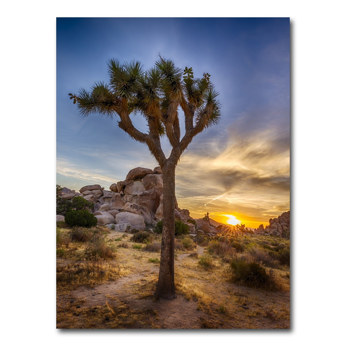AUTO-MOCKUP WHITE | Joshua Tree National Park | 1 Piece | Gallery Wrap Canvas | group=3x4