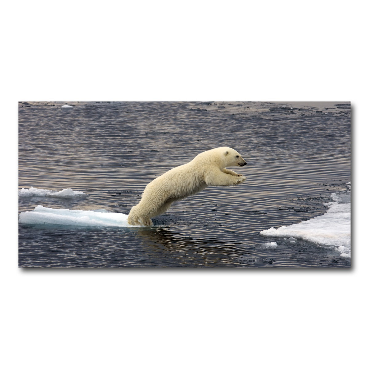 AUTO-MOCKUP WHITE | Jumping Polar bear | 1 Piece | Gallery Wrap Canvas | group=2x1