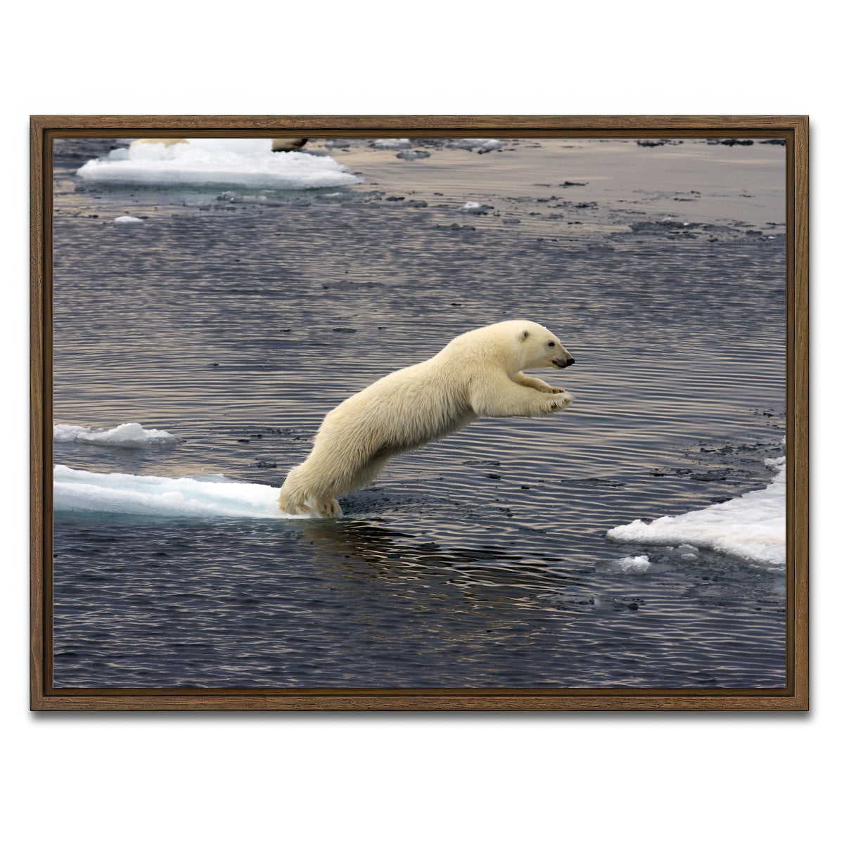 AUTO-MOCKUP WHITE | Jumping Polar bear | 1 Piece | Walnut Framed Canvas | group=4x3