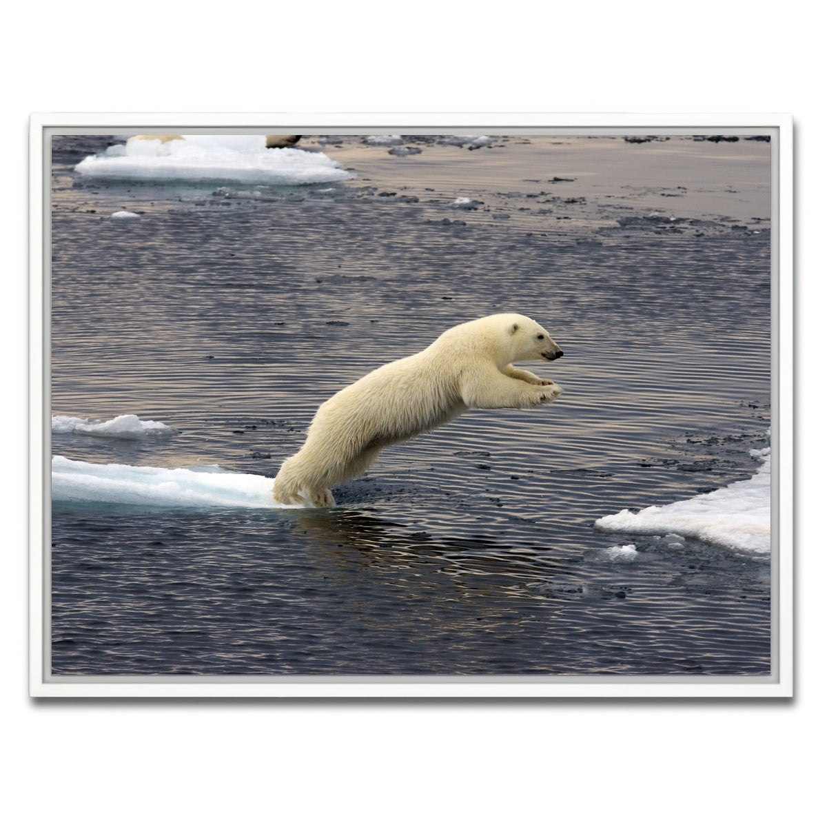 AUTO-MOCKUP WHITE | Jumping Polar bear | 1 Piece | White Framed Canvas | group=4x3