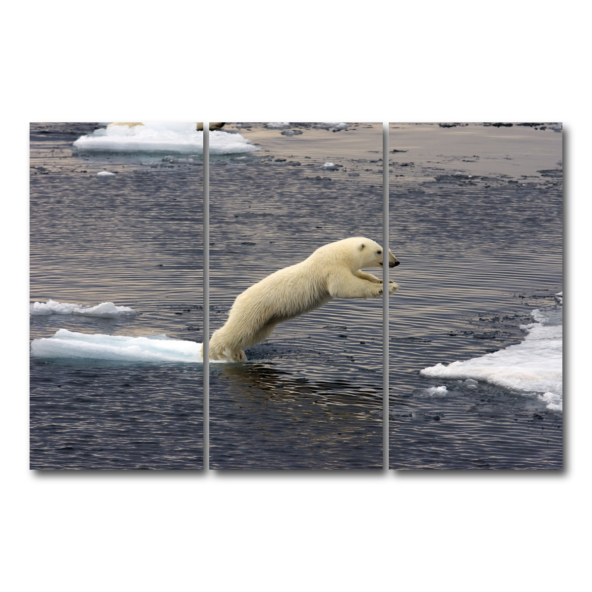AUTO-MOCKUP WHITE | Jumping Polar bear | 3 Piece | Gallery Wrap Canvas | group=12x24