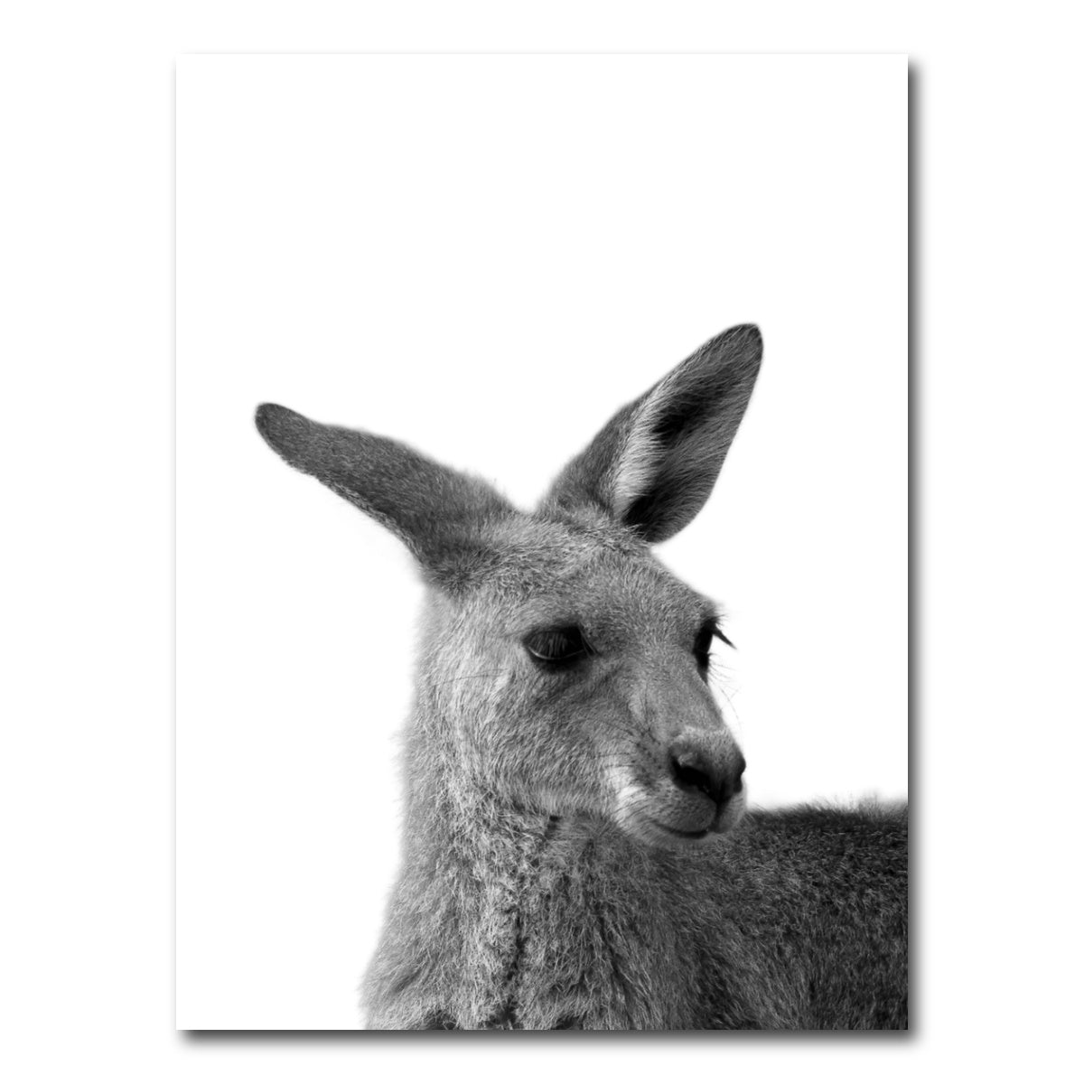 AUTO-MOCKUP WHITE | Kangaroo | 1 Piece | Gallery Wrap Canvas | group=3x4
