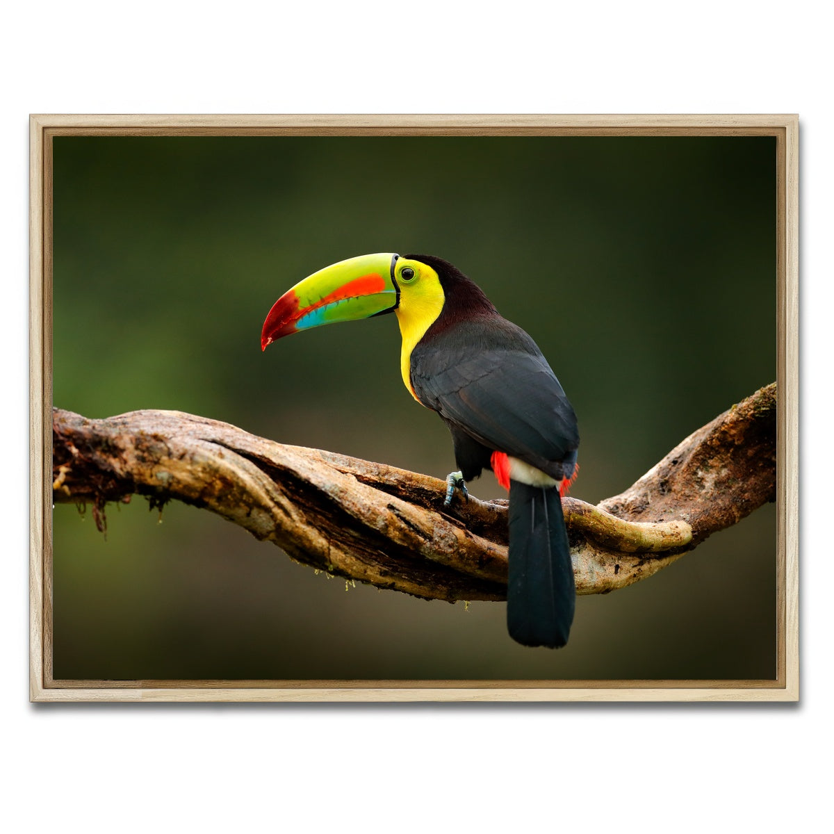 AUTO-MOCKUP WHITE | Keel-billed Toucan | 1 Piece | Natural Framed Canvas | group=4x3