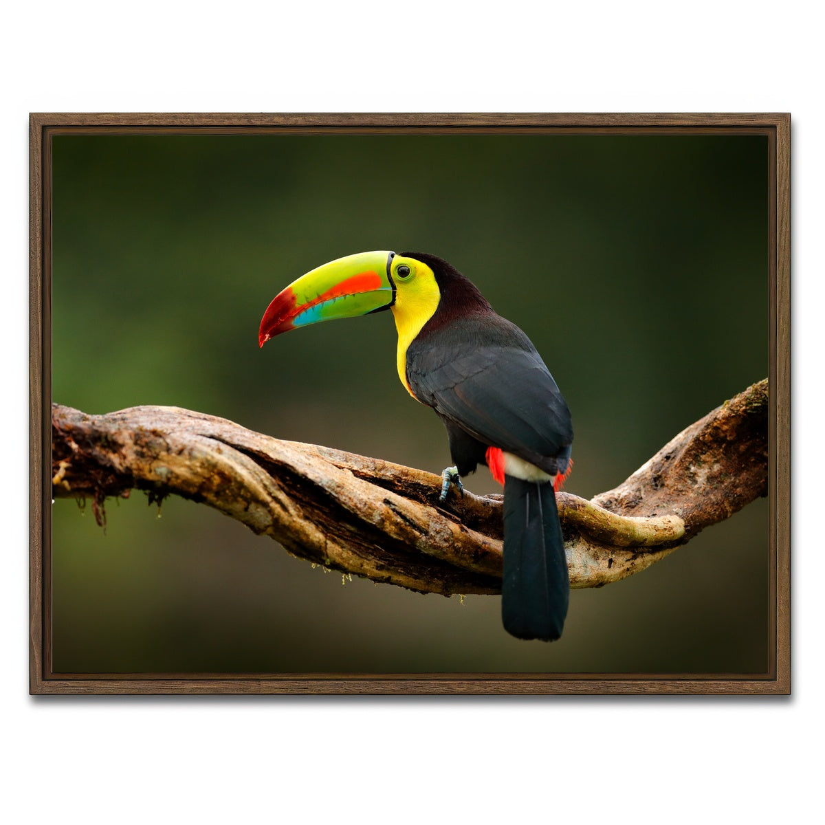 AUTO-MOCKUP WHITE | Keel-billed Toucan | 1 Piece | Walnut Framed Canvas | group=4x3