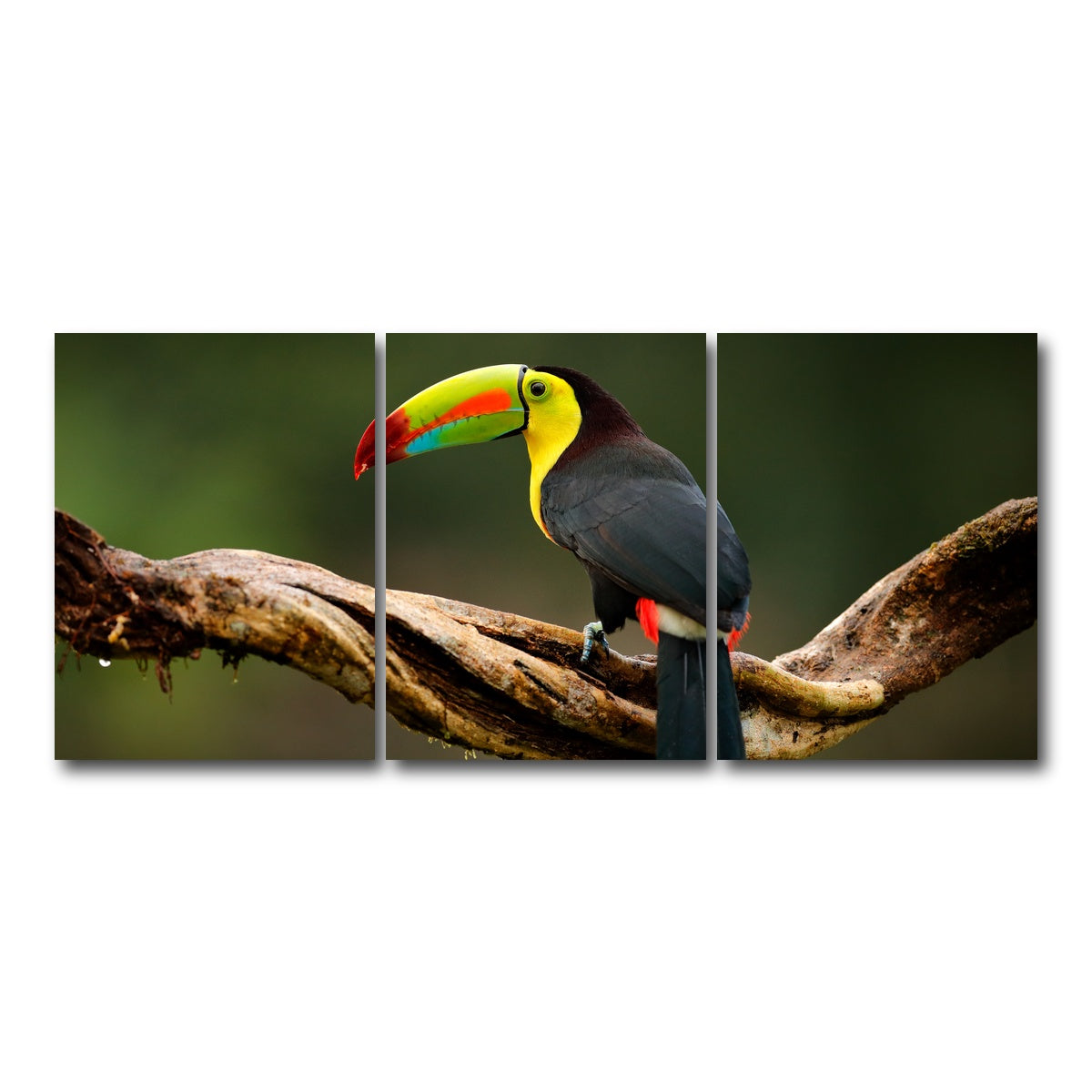 AUTO-MOCKUP WHITE | Keel-billed Toucan | 3 Piece | Gallery Wrap Canvas | group=18x24