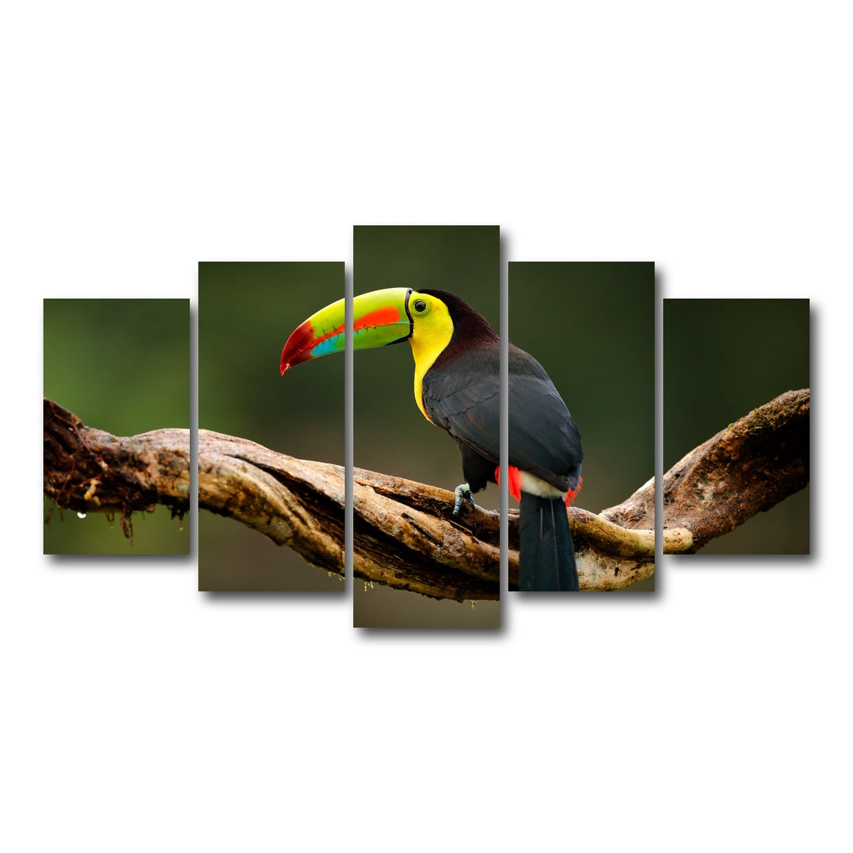 AUTO-MOCKUP WHITE | Keel-billed Toucan | 5 Piece | Gallery Wrap Canvas | group=5_normal