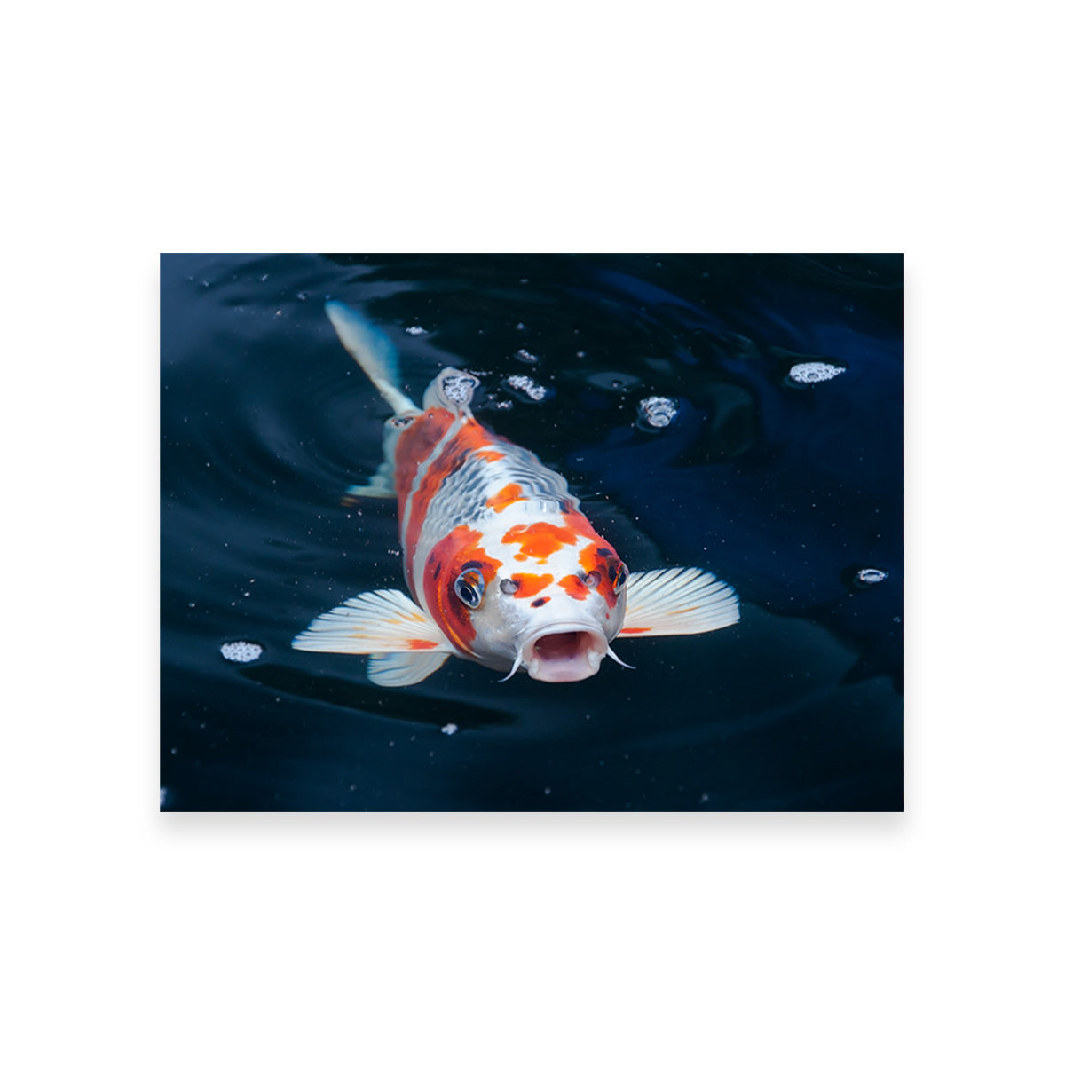 Koi Wall Art