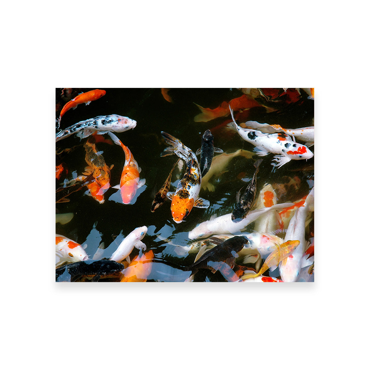 Koi Fish Swimming Wall Art