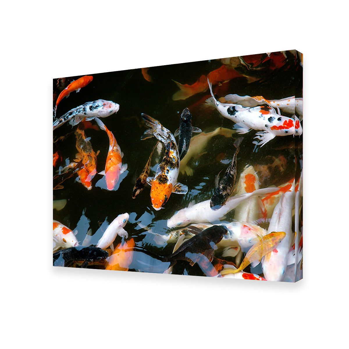 Koi Fish Swimming Wall Art