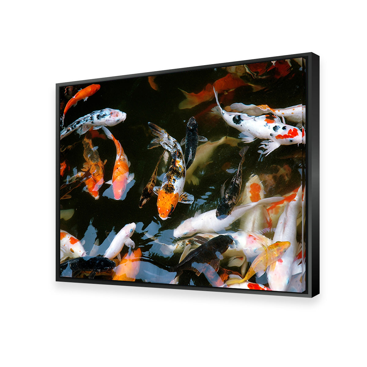 Koi Fish Swimming Wall Art