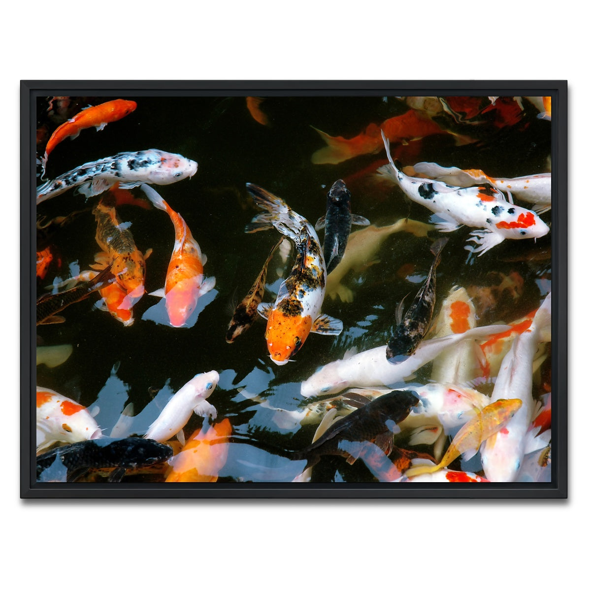 AUTO-MOCKUP WHITE | Koi Fish Swimming | 1 Piece | Black Framed Canvas | group=4x3