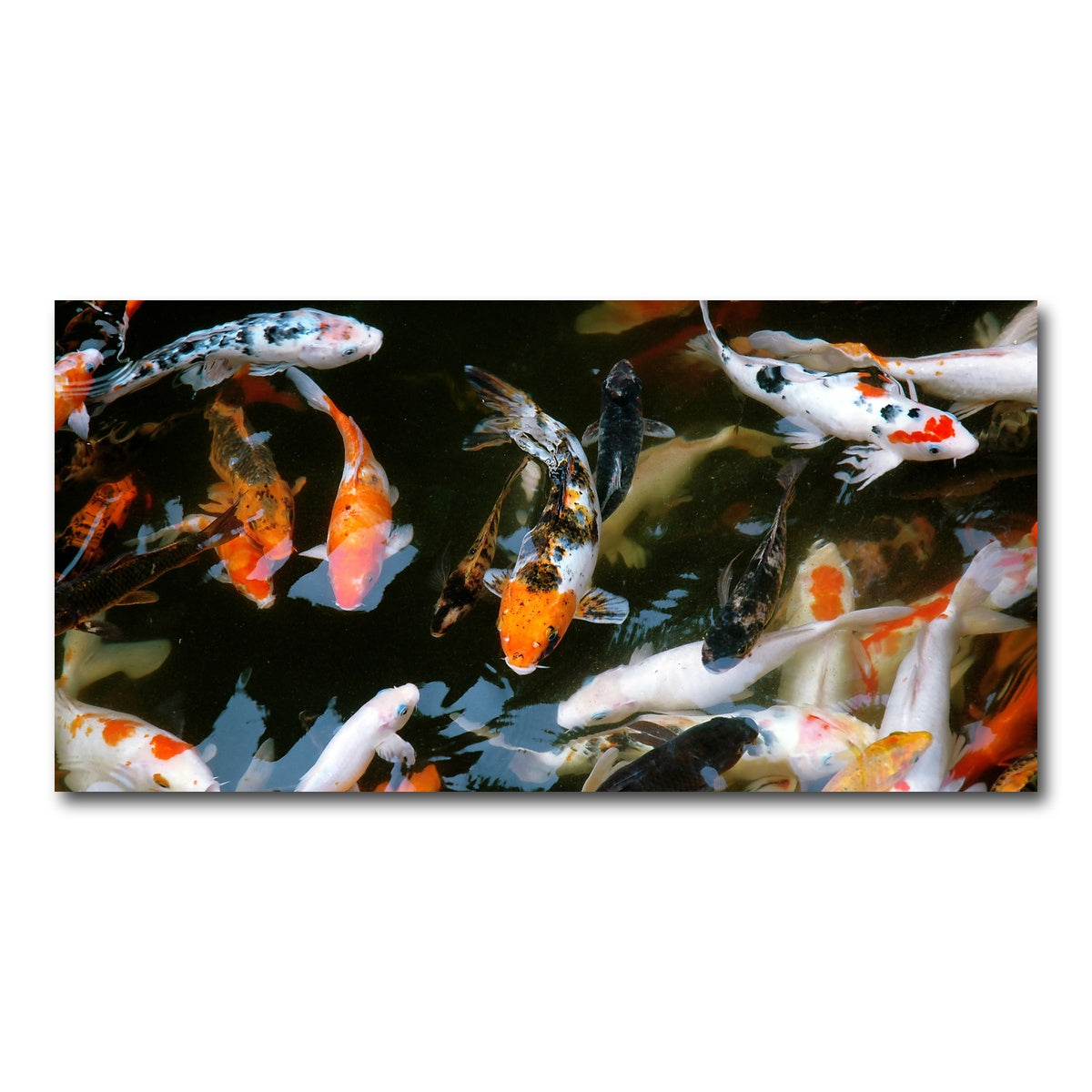 AUTO-MOCKUP WHITE | Koi Fish Swimming | 1 Piece | Gallery Wrap Canvas | group=2x1