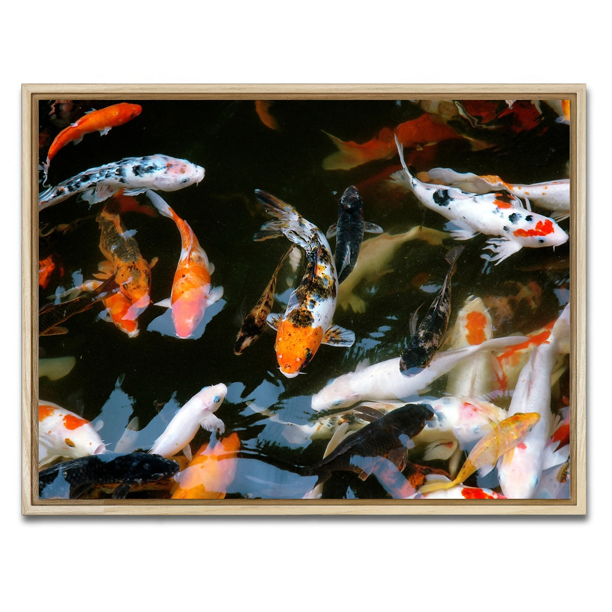 AUTO-MOCKUP WHITE | Koi Fish Swimming | 1 Piece | Natural Framed Canvas | group=4x3