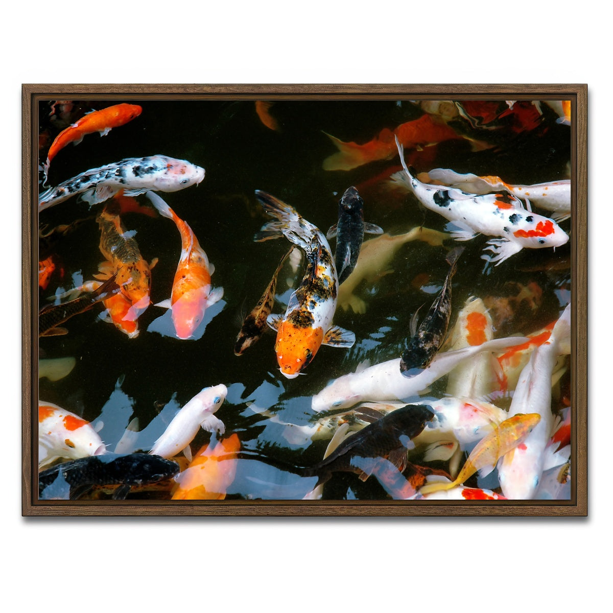 AUTO-MOCKUP WHITE | Koi Fish Swimming | 1 Piece | Walnut Framed Canvas | group=4x3
