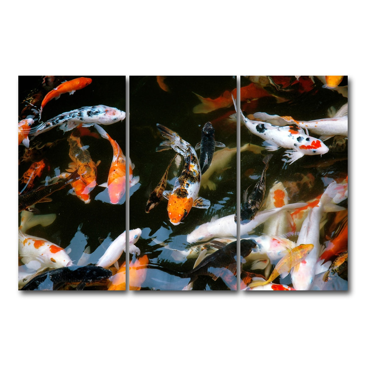 AUTO-MOCKUP WHITE | Koi Fish Swimming | 3 Piece | Gallery Wrap Canvas | group=12x24