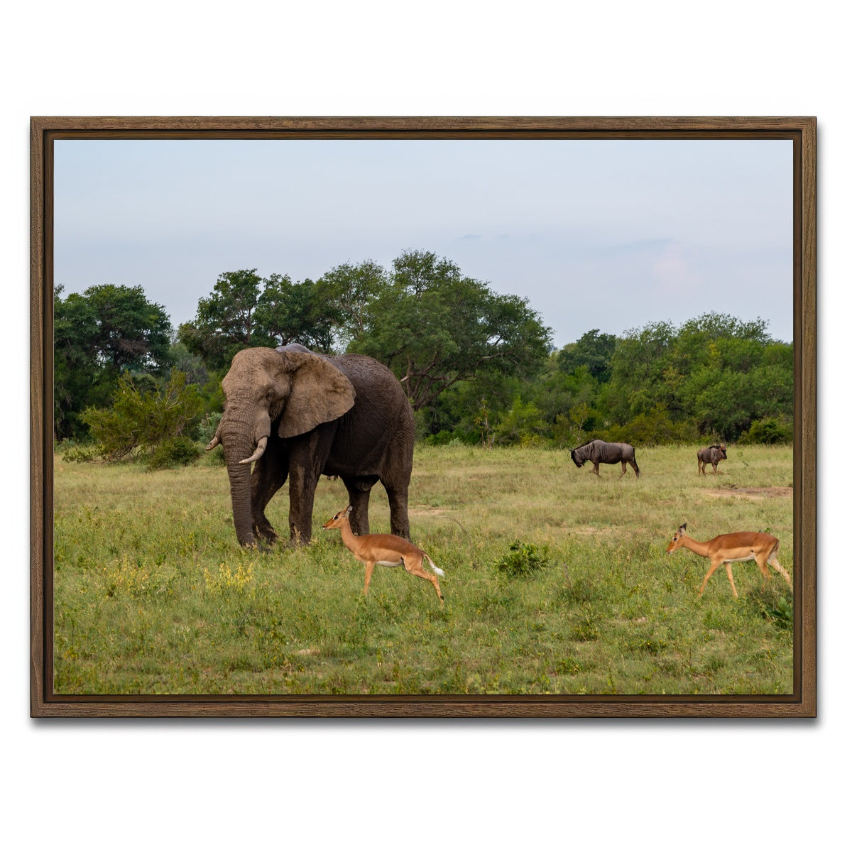 AUTO-MOCKUP WHITE | Kruger National Park | 1 Piece | Walnut Framed Canvas | group=4x3