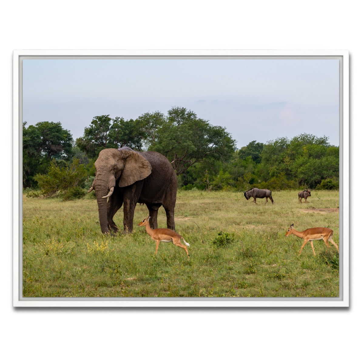 AUTO-MOCKUP WHITE | Kruger National Park | 1 Piece | White Framed Canvas | group=4x3