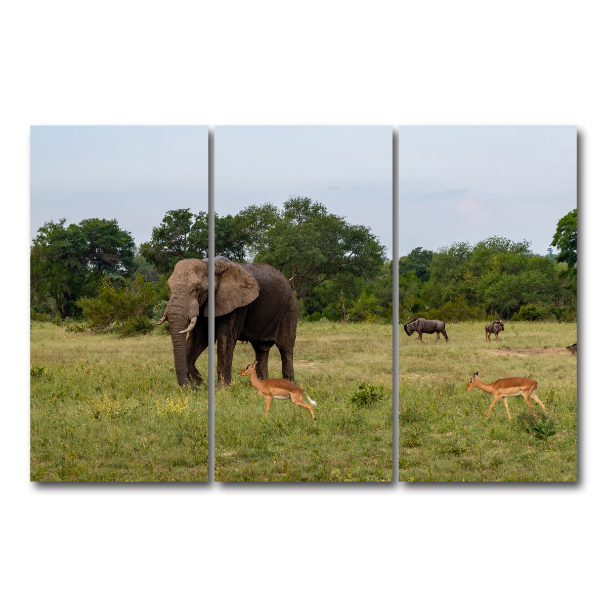 AUTO-MOCKUP WHITE | Kruger National Park | 3 Piece | Gallery Wrap Canvas | group=12x24