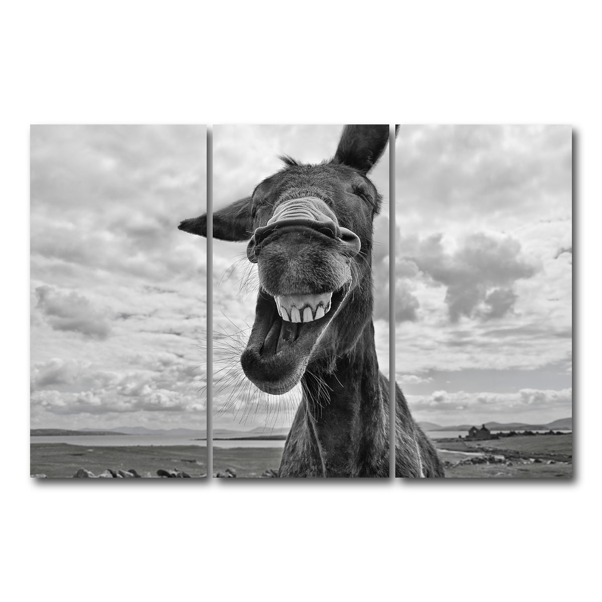 AUTO-MOCKUP WHITE | Laughing Donkey | 3 Piece | Gallery Wrap Canvas | group=12x24