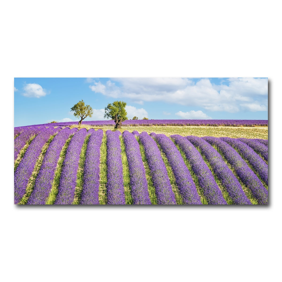 AUTO-MOCKUP WHITE | Lavender Field | 1 Piece | Gallery Wrap Canvas | group=2x1