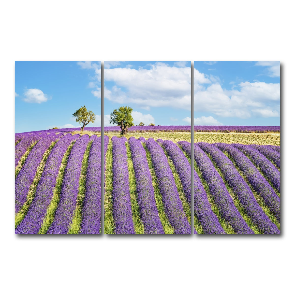 AUTO-MOCKUP WHITE | Lavender Field | 3 Piece | Gallery Wrap Canvas | group=12x24