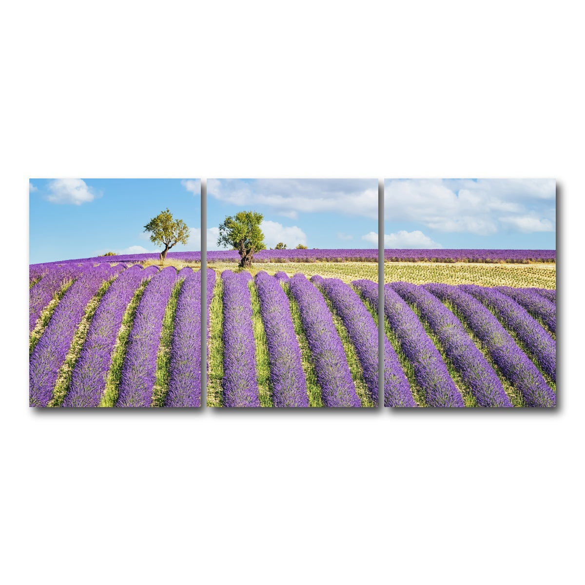 AUTO-MOCKUP WHITE | Lavender Field | 3 Piece | Gallery Wrap Canvas | group=18x24