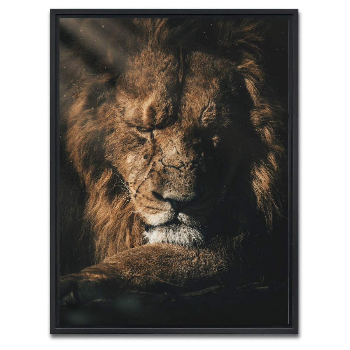 AUTO-MOCKUP WHITE | Lion Sleeping | 1 Piece | Black Framed Canvas | group=3x4