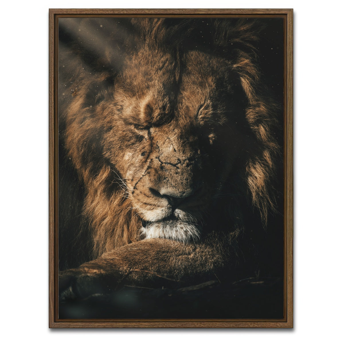 AUTO-MOCKUP WHITE | Lion Sleeping | 1 Piece | Walnut Framed Canvas | group=3x4